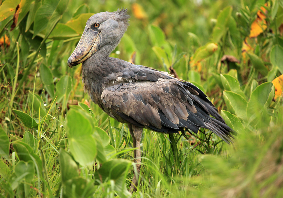 observation oiseaux