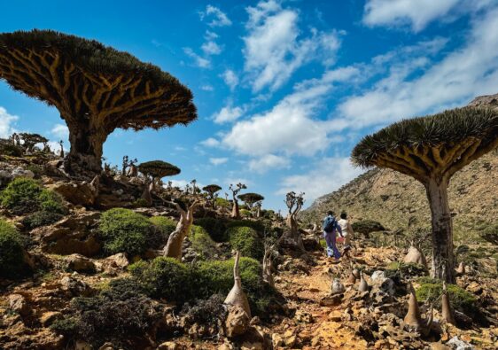 Exploring the unique Socotra landscape filled with dragon blood trees and diverse flora
