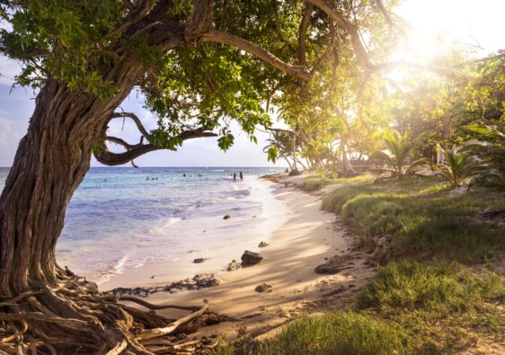 Beautiful shot of a big tree near the coastline of Marie-Galante island, France