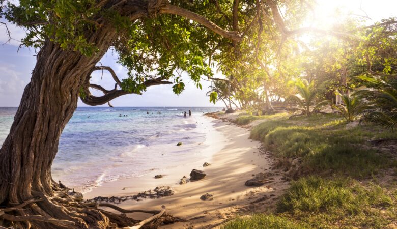 Beautiful shot of a big tree near the coastline of Marie-Galante island, France