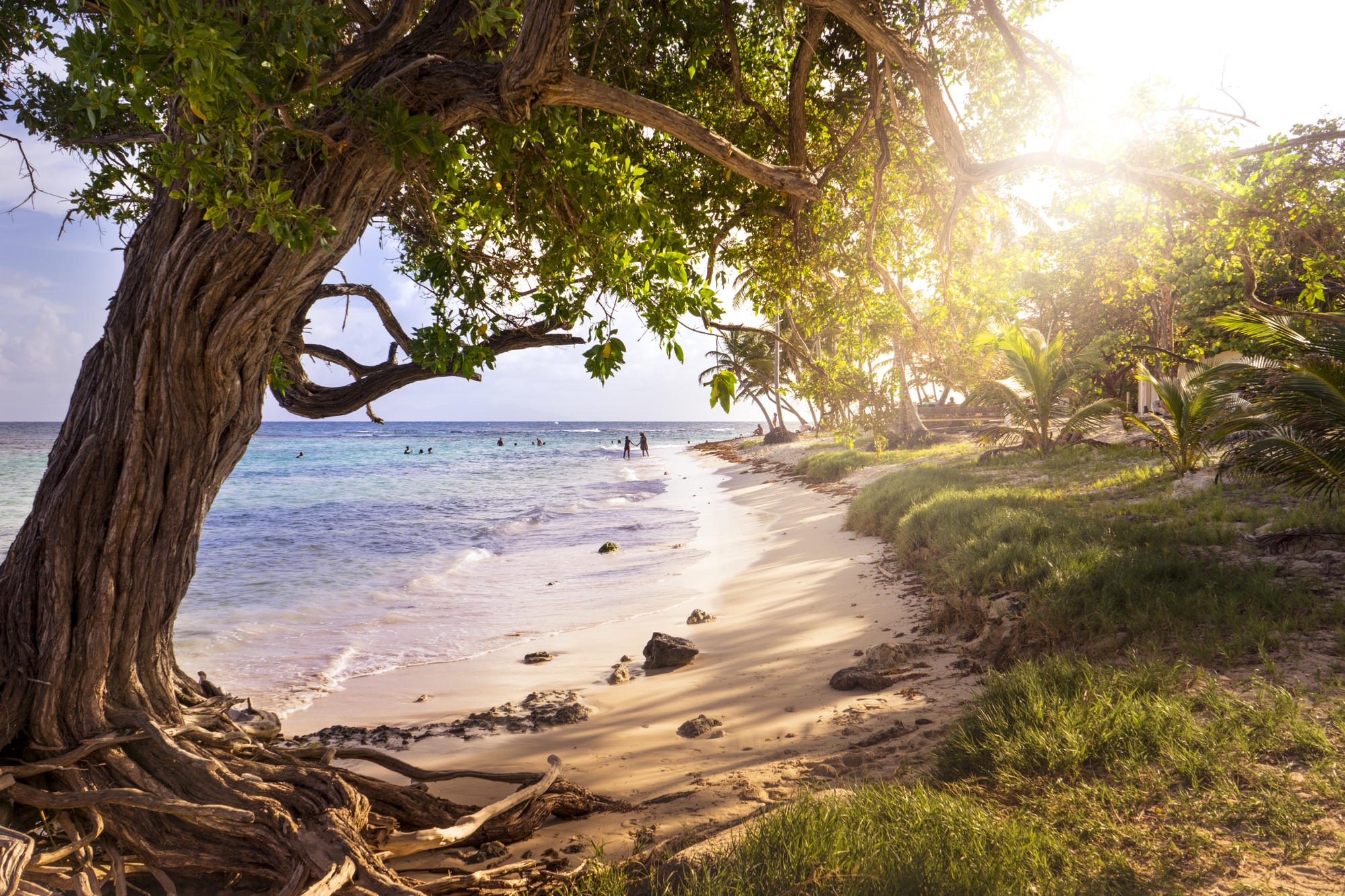 Beautiful shot of a big tree near the coastline of Marie-Galante island, France