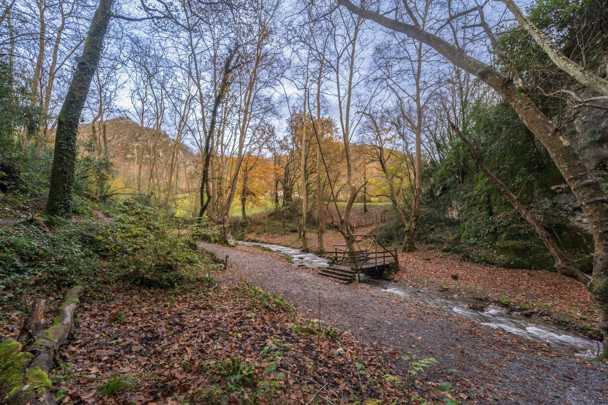Breathtaking autumnal scenery unfolds with tree leaves scattered on the ground. Navarra. Spain.